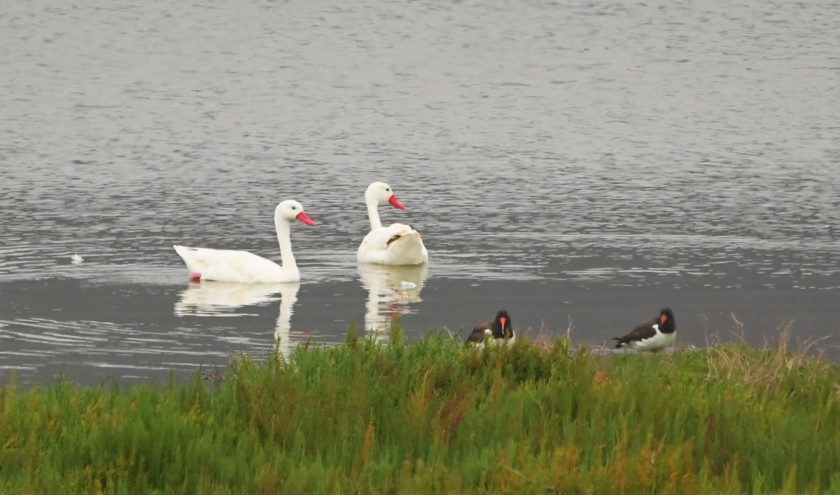 Coscoroba Swan - Marcelo Donoso