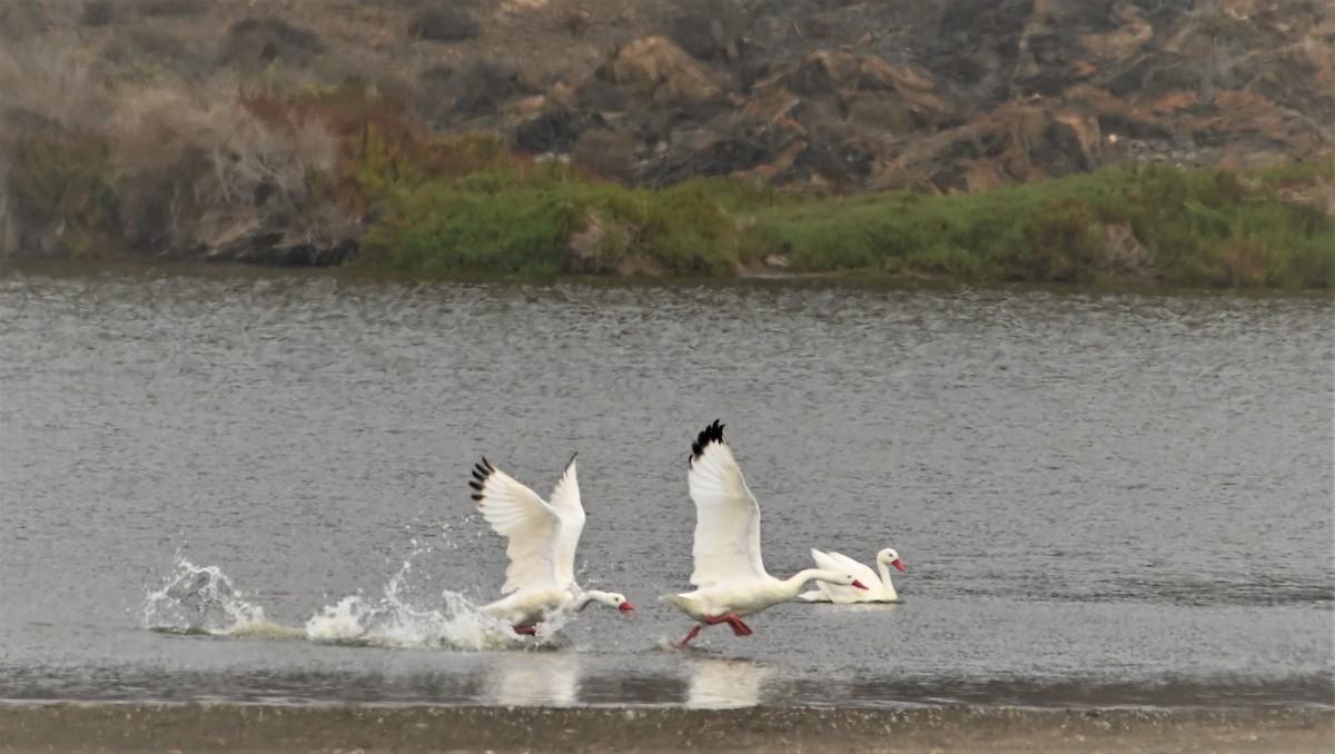 Coscoroba Swan - Marcelo Donoso