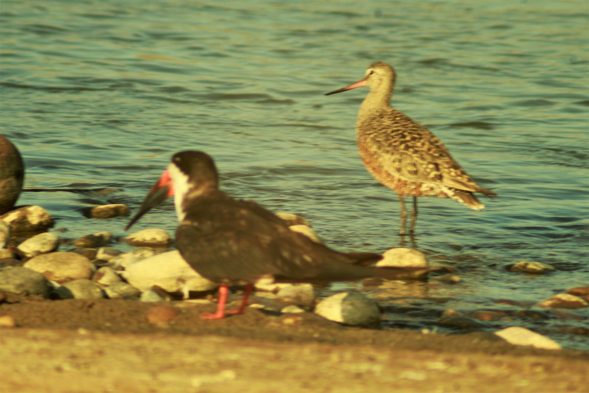 Hudsonian Godwit - ML554042511