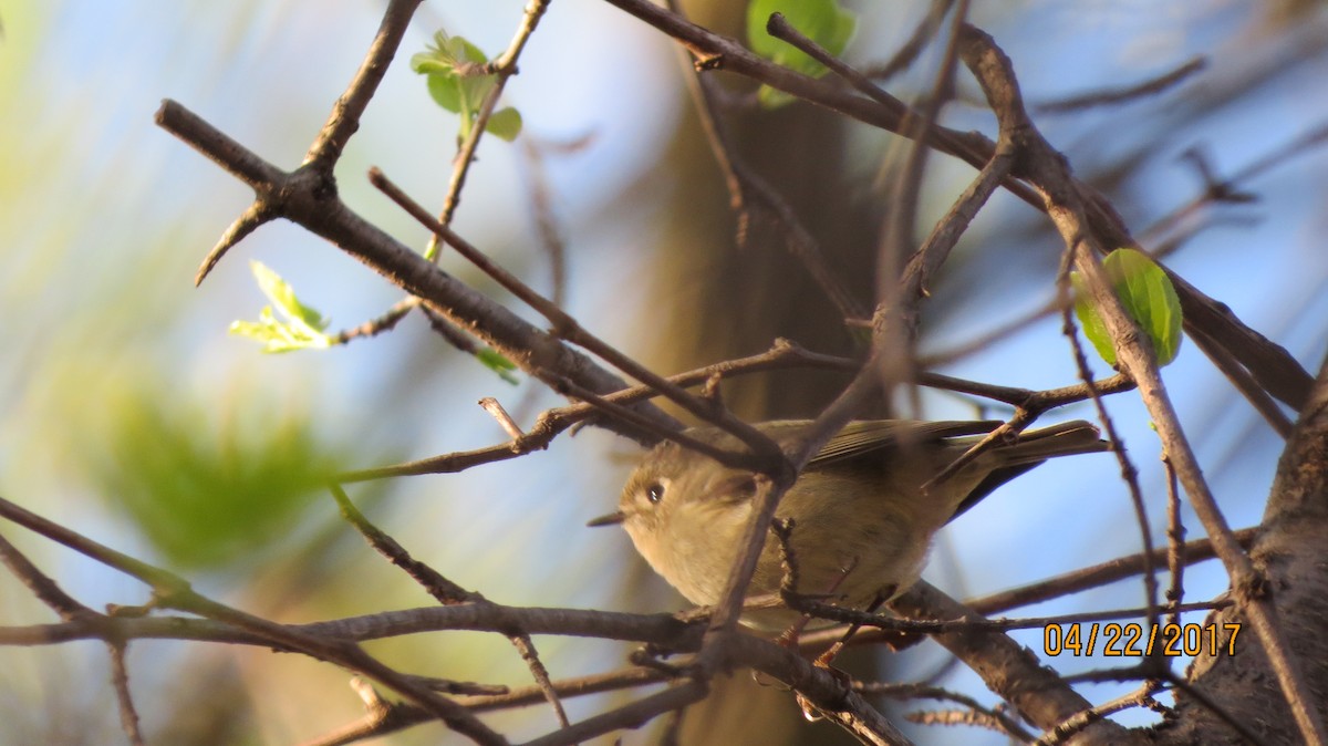 Ruby-crowned Kinglet - suzanne pudelek