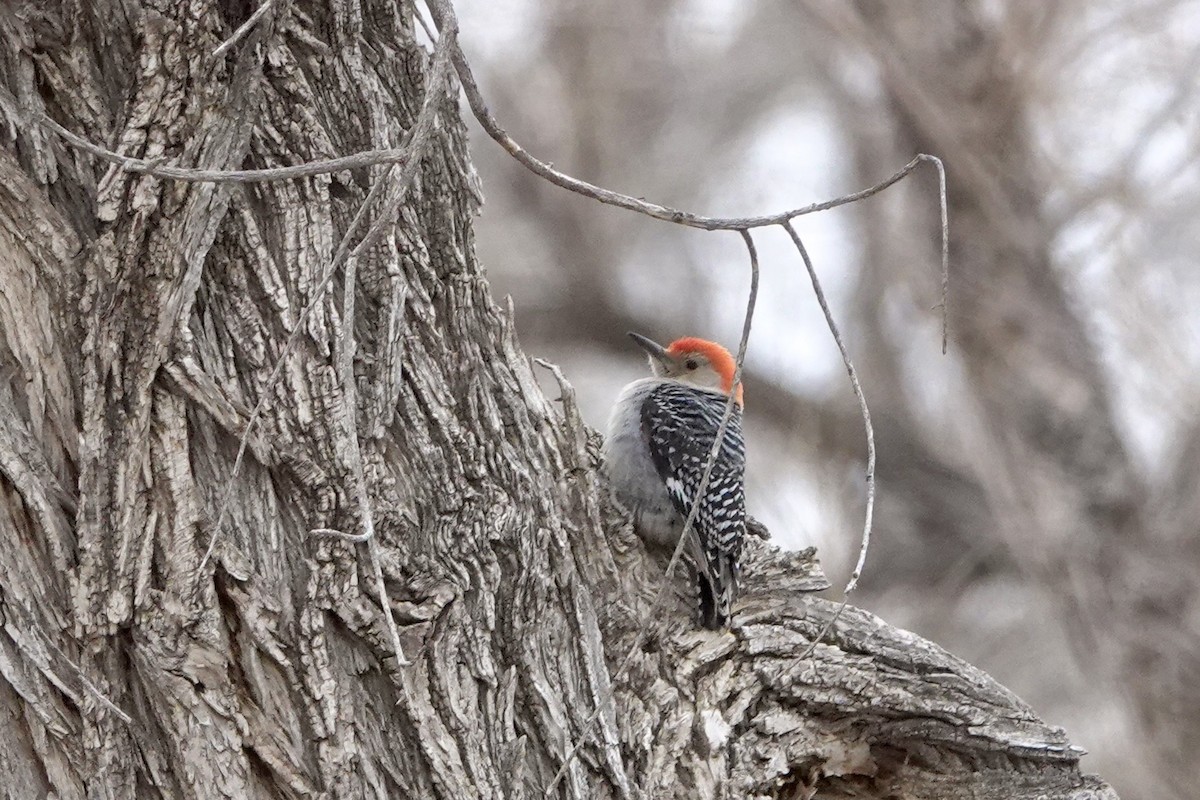 Red-bellied Woodpecker - ML554043531