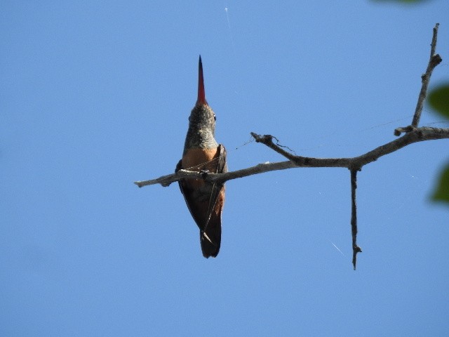 Buff-bellied Hummingbird - ML554044441