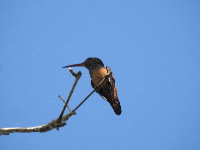 kolibřík yukatanský - ML554044451