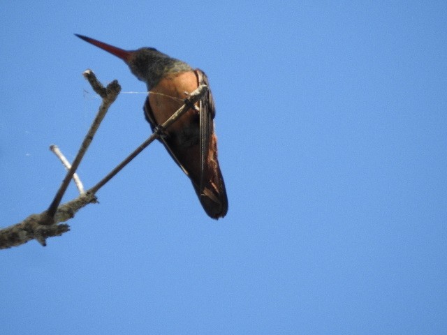 Buff-bellied Hummingbird - ML554044471