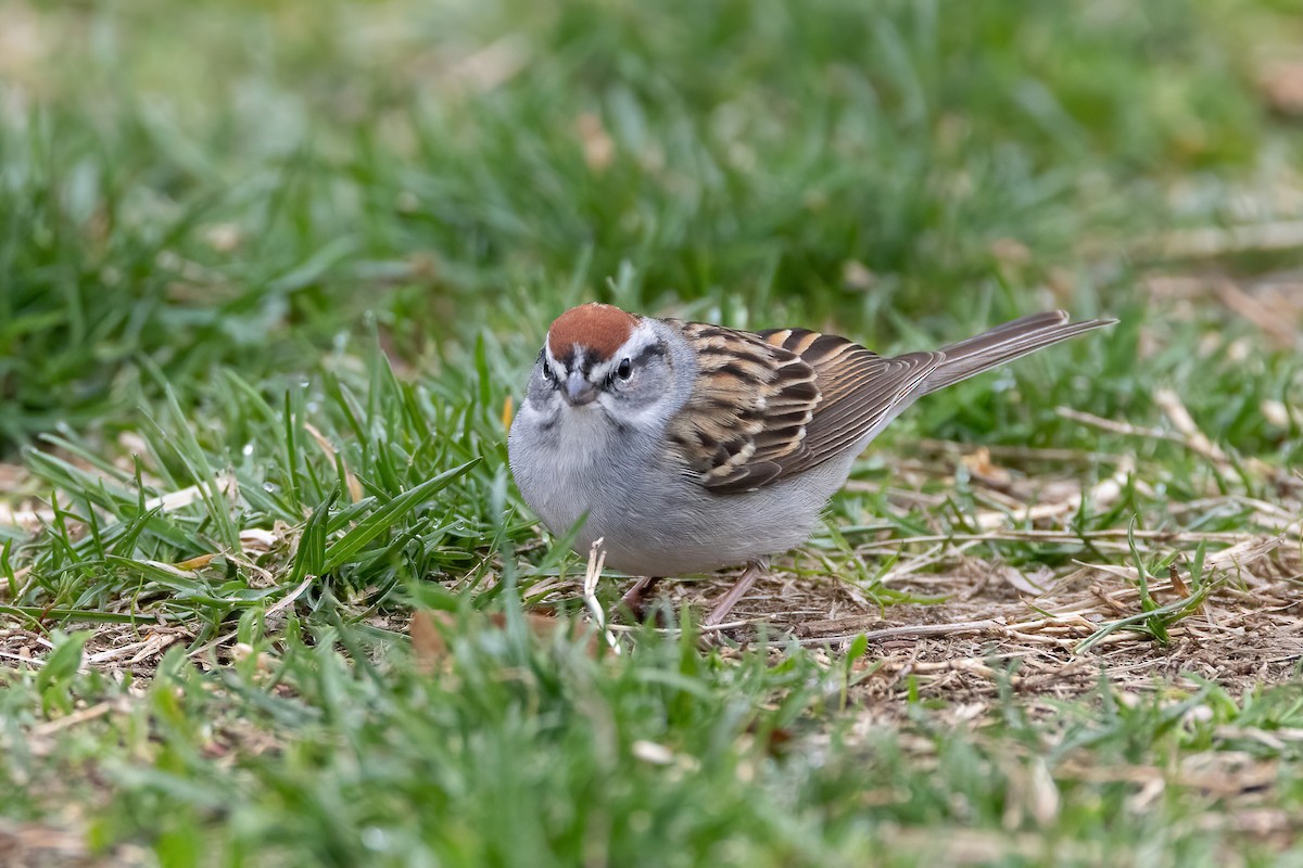 Chipping Sparrow - ML554044941