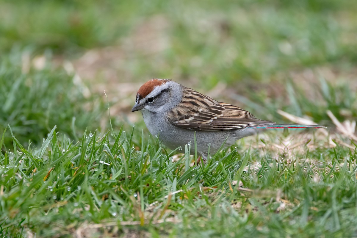 Chipping Sparrow - ML554044951