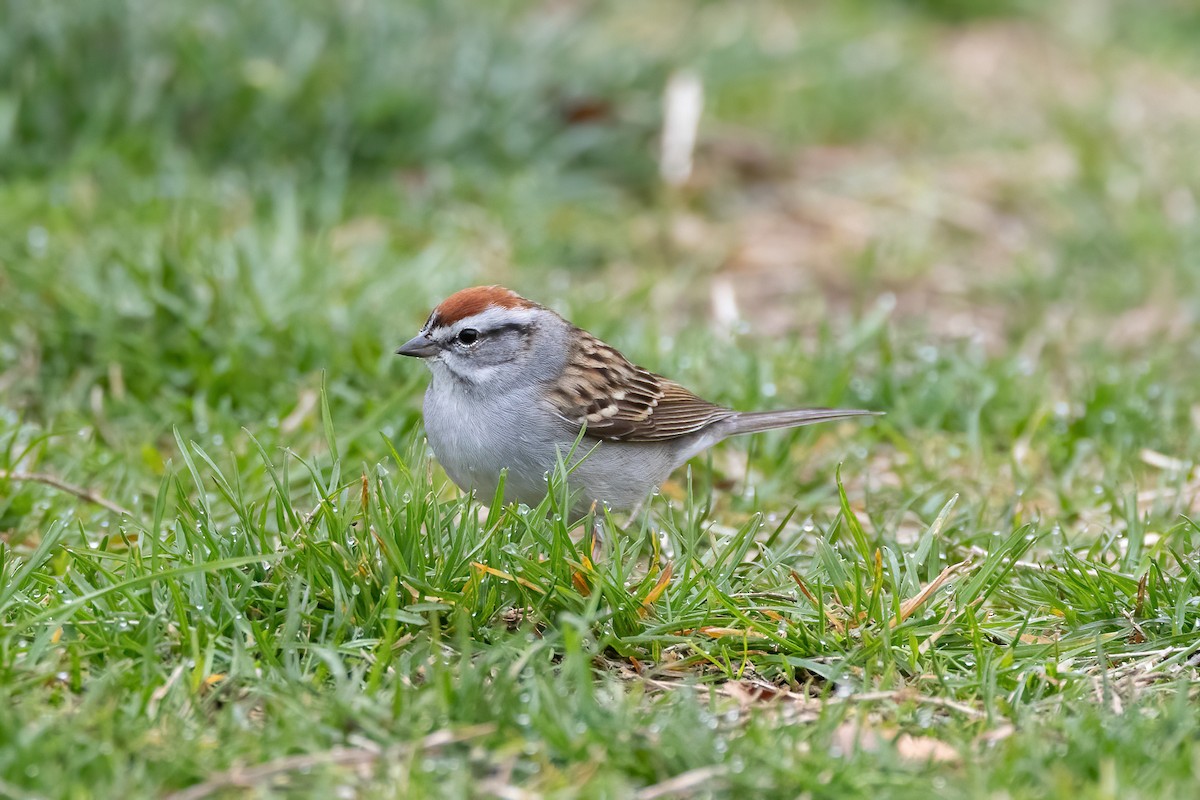 Chipping Sparrow - ML554044961