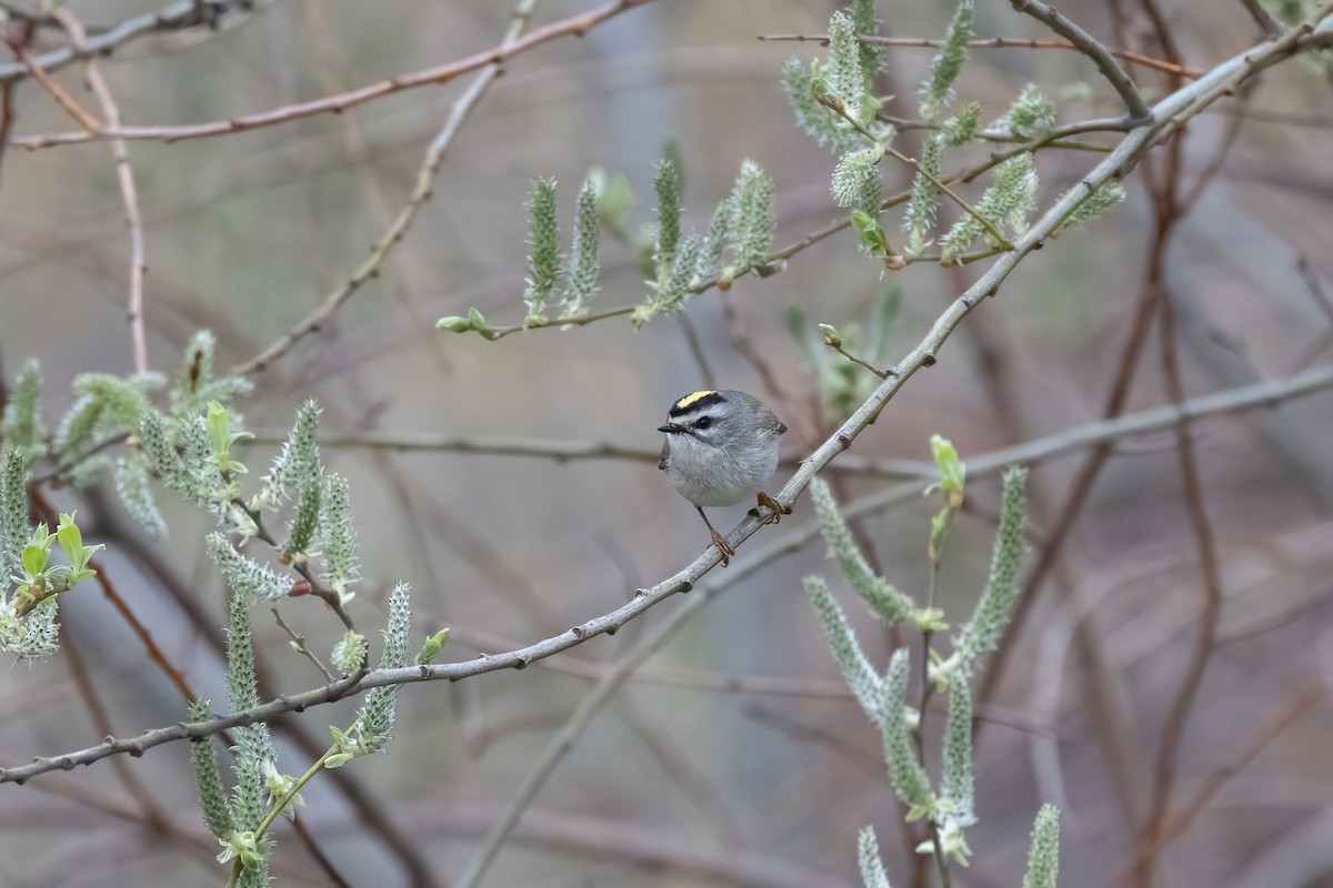 Golden-crowned Kinglet - ML554045281