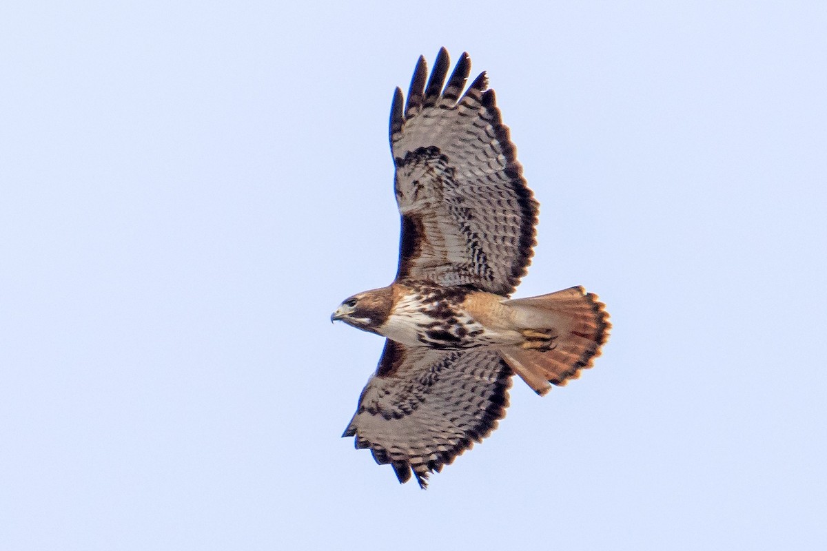 Rotschwanzbussard (abieticola) - ML554045901