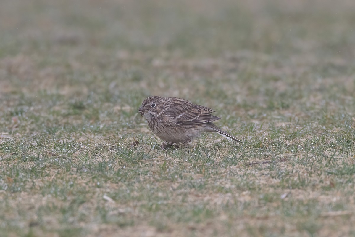 Vesper Sparrow - ML554046711