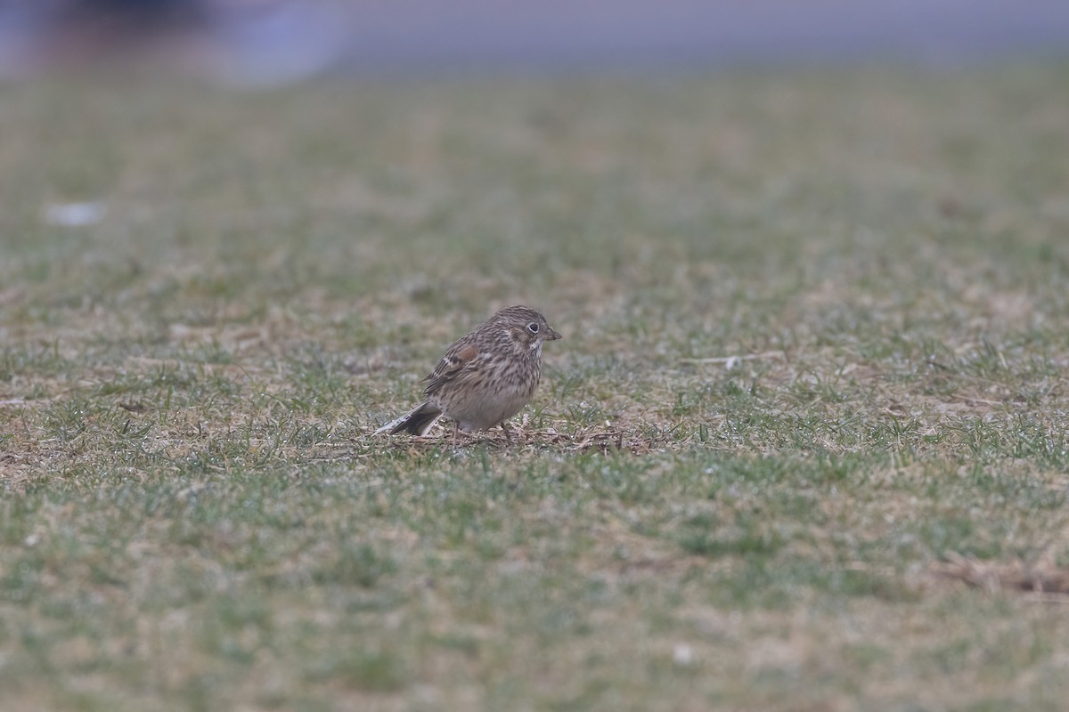 Vesper Sparrow - ML554046721