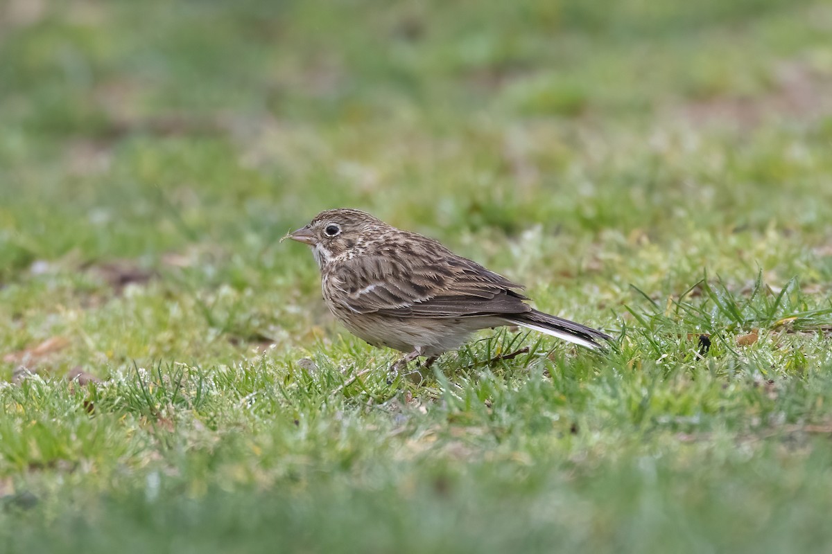 Vesper Sparrow - ML554046761