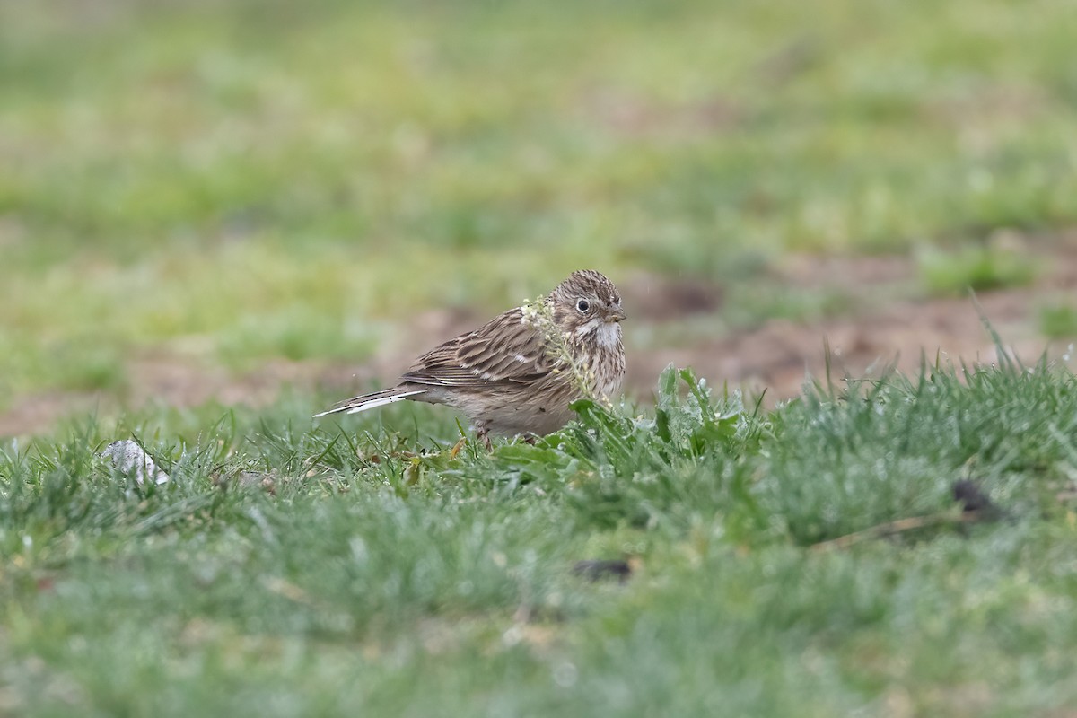 Vesper Sparrow - ML554046781