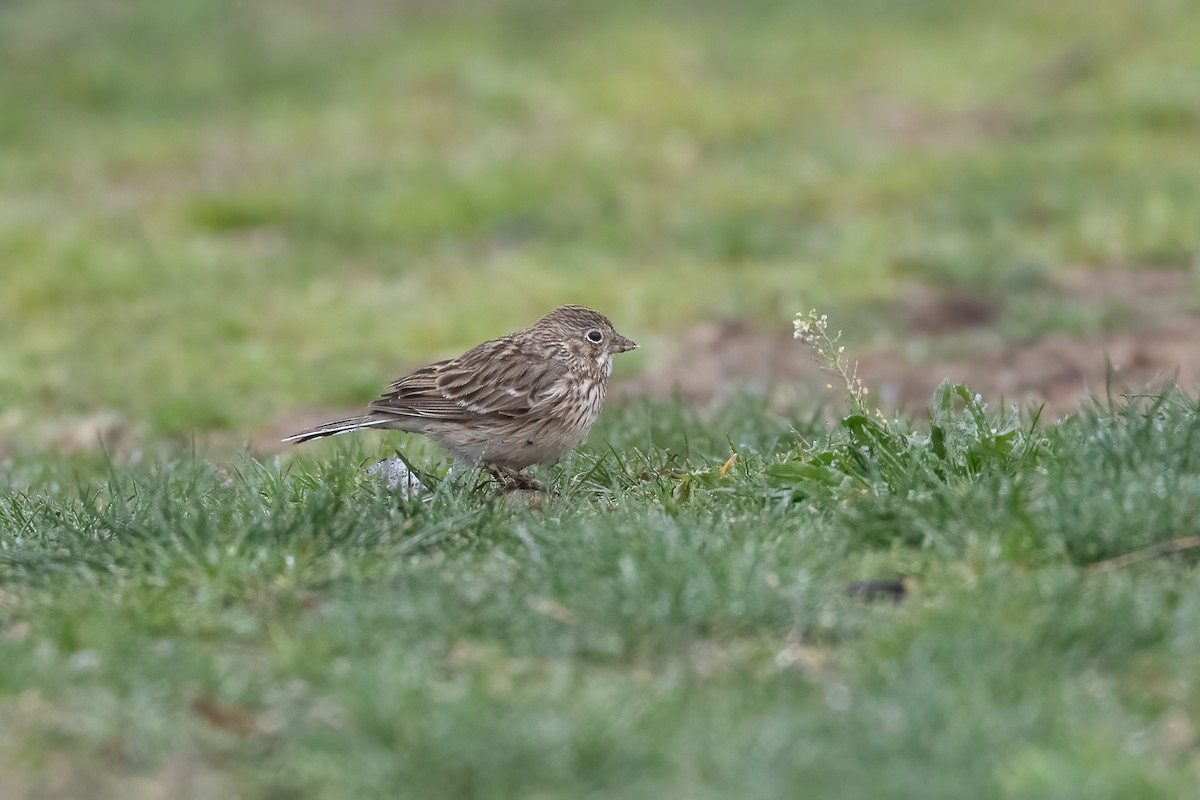 Vesper Sparrow - ML554046791