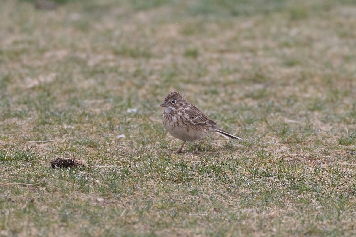 Vesper Sparrow - ML554046801