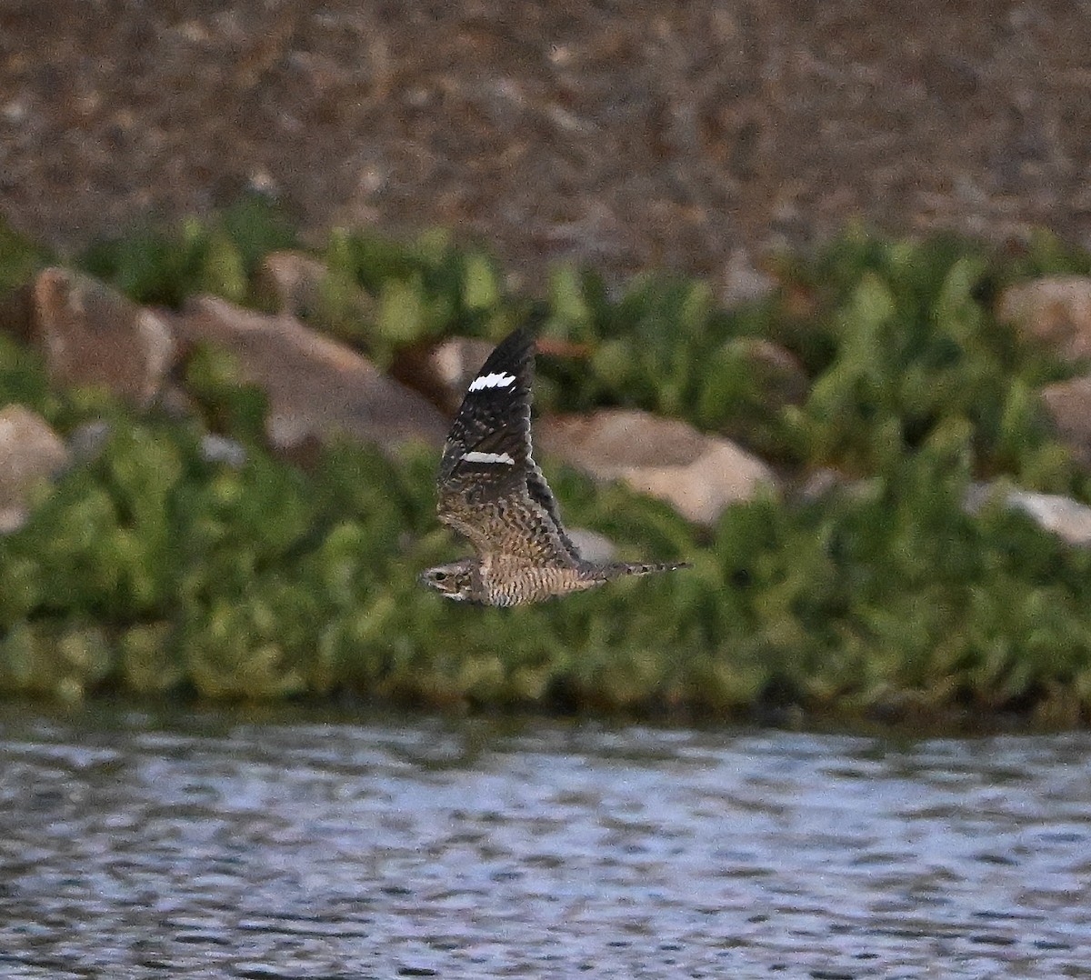 Lesser Nighthawk - Thomas Oliver