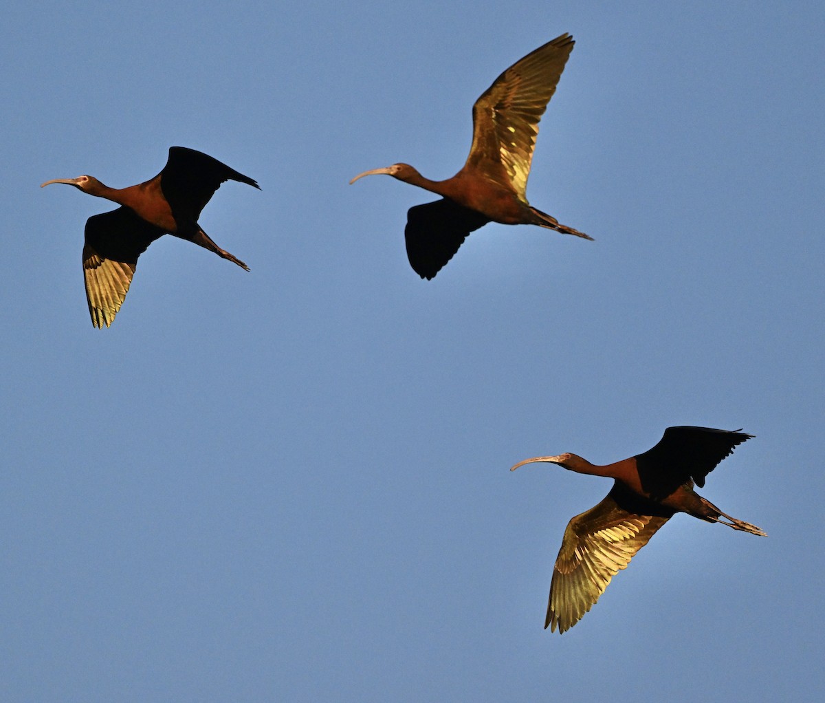 White-faced Ibis - Thomas Oliver