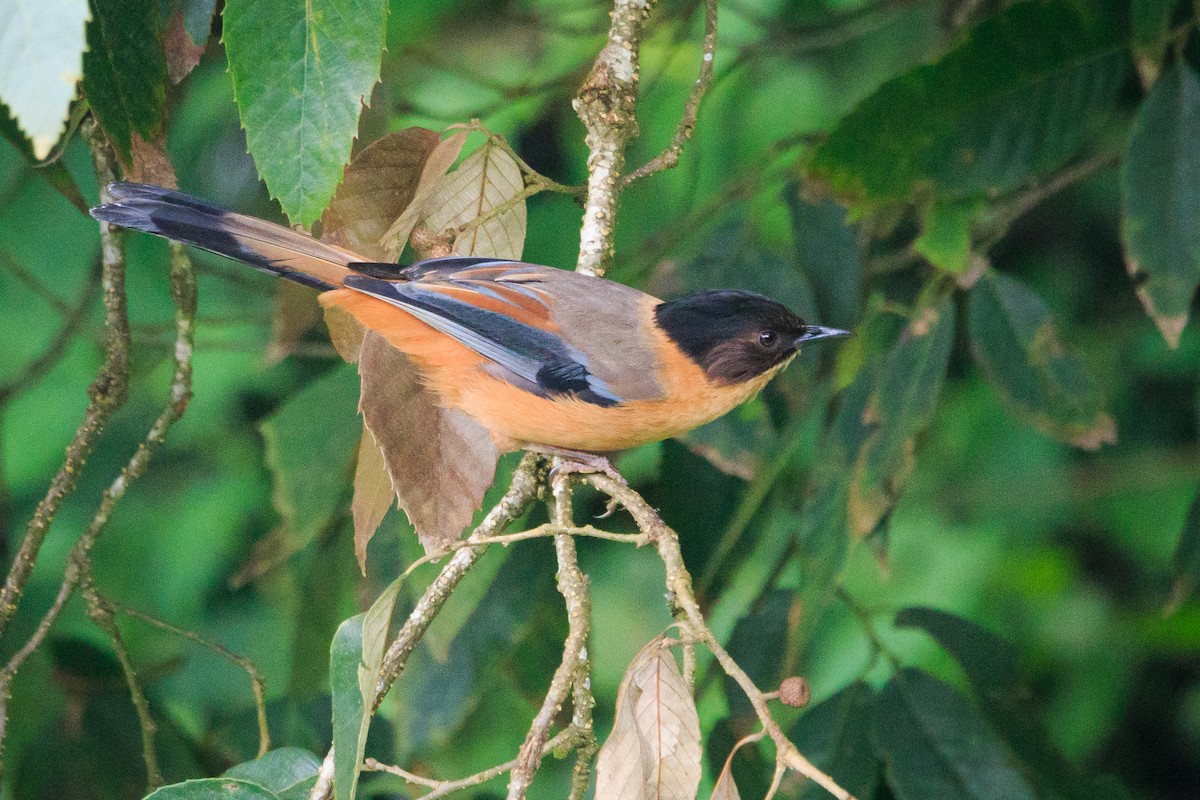 Rufous Sibia - ML554047431