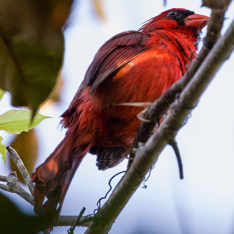 Cardinal rouge - ML554049591