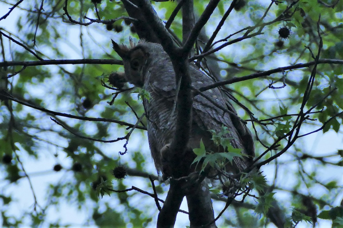 Great Horned Owl - ML554050241