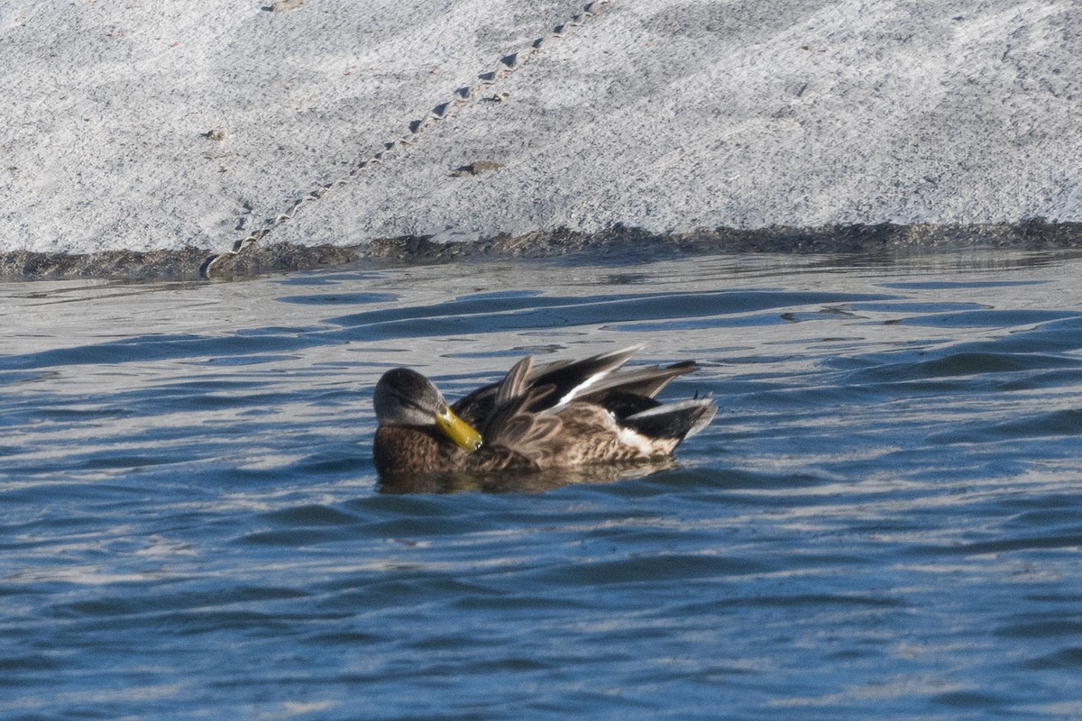 Hybride Canard colvert x C. du Mexique - ML554050511