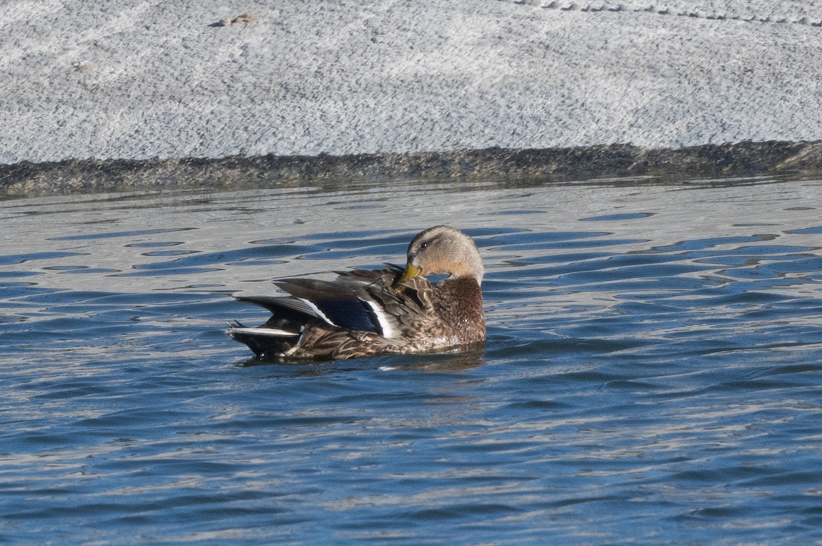 Mallard x Mexican Duck (hybrid) - T. Jay Adams