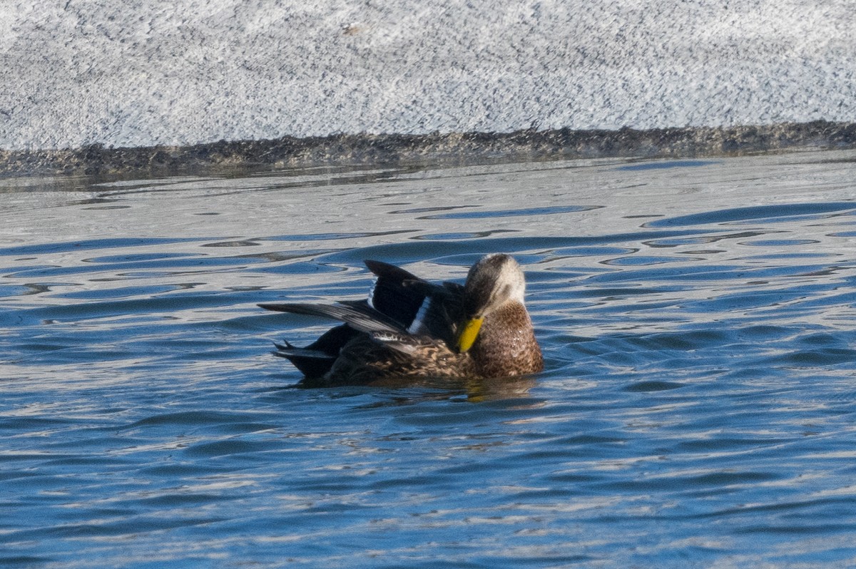 Mallard x Mexican Duck (hybrid) - T. Jay Adams