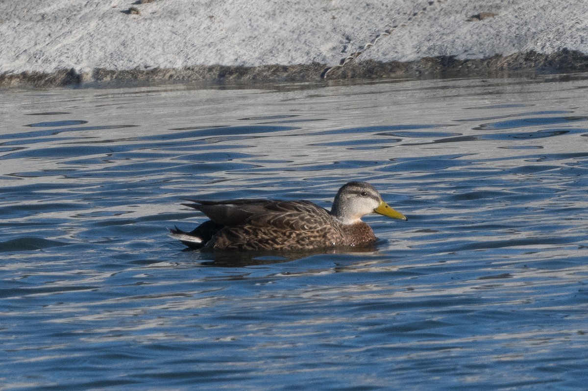 Mallard x Mexican Duck (hybrid) - T. Jay Adams