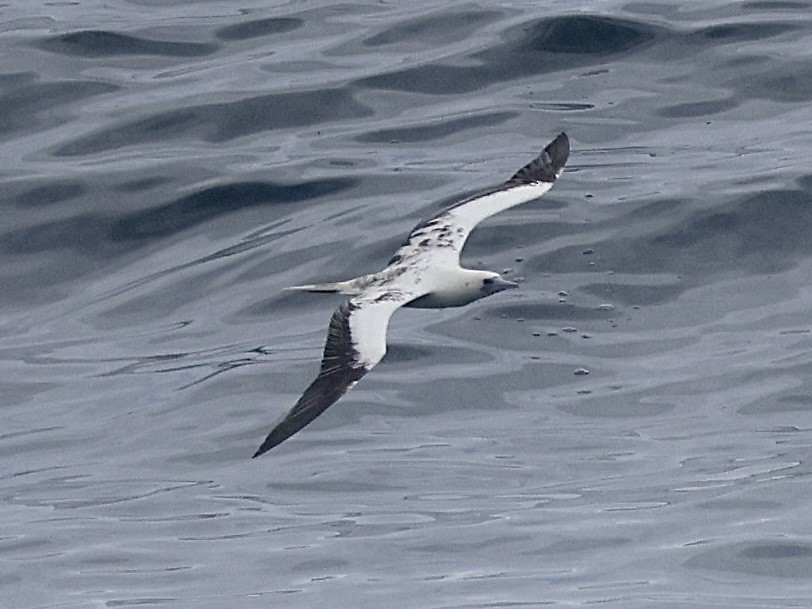 Red-footed Booby - ML554054731