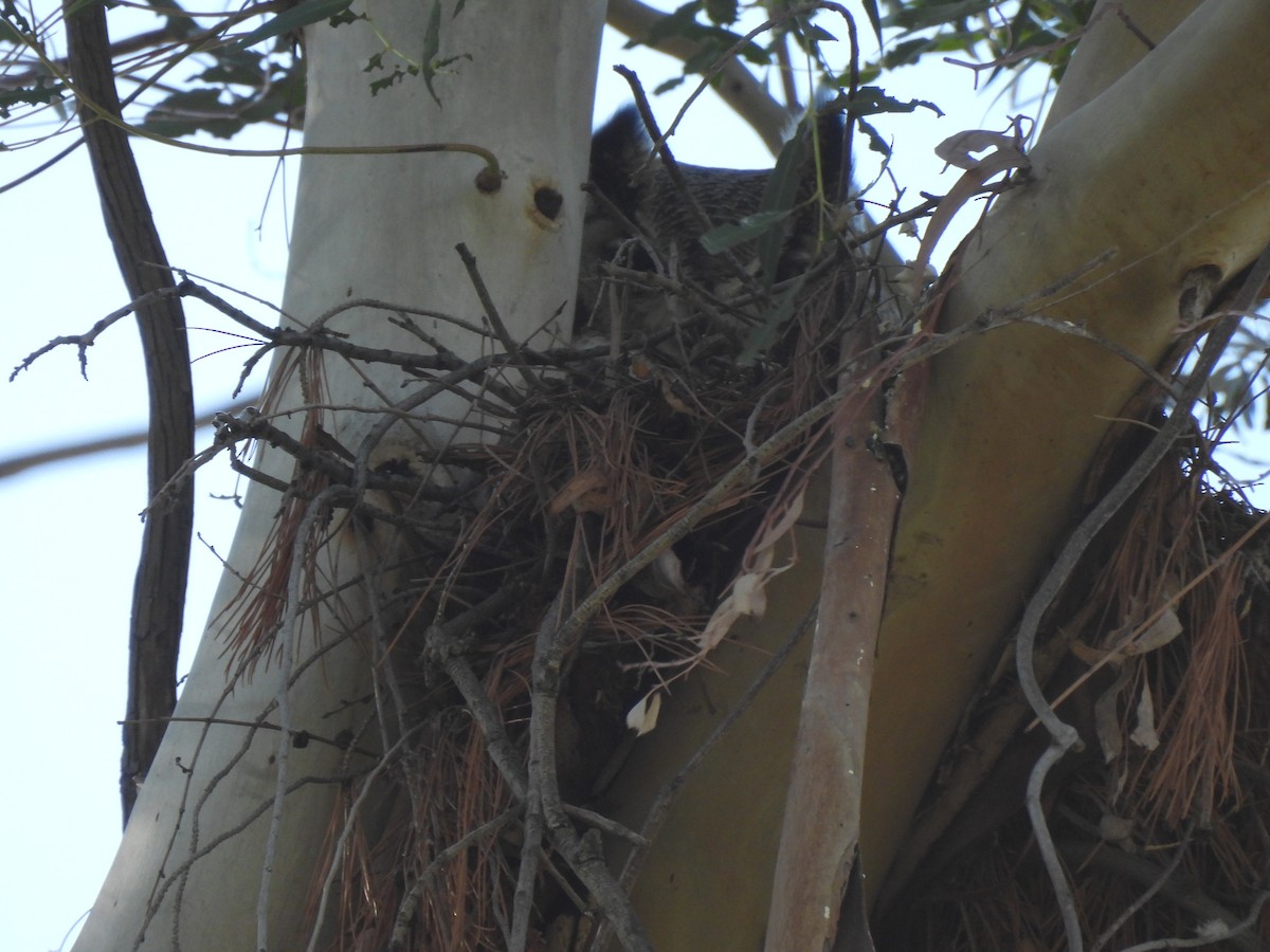 Great Horned Owl - Sandy and Randy Reed