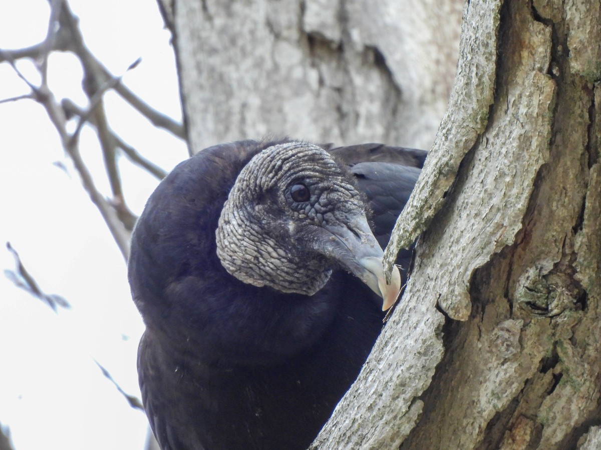 Black Vulture - ML554055281