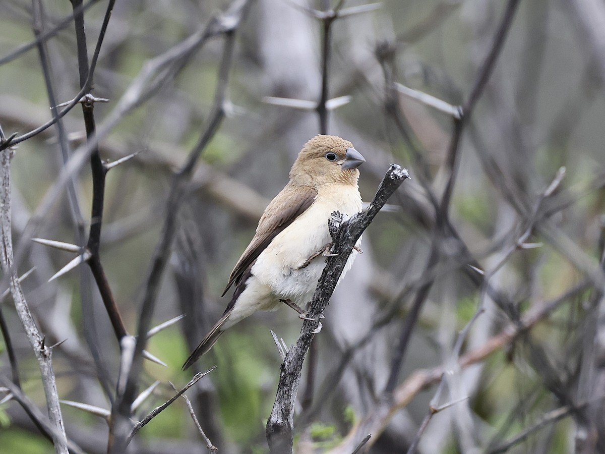 African Silverbill - ML554055431