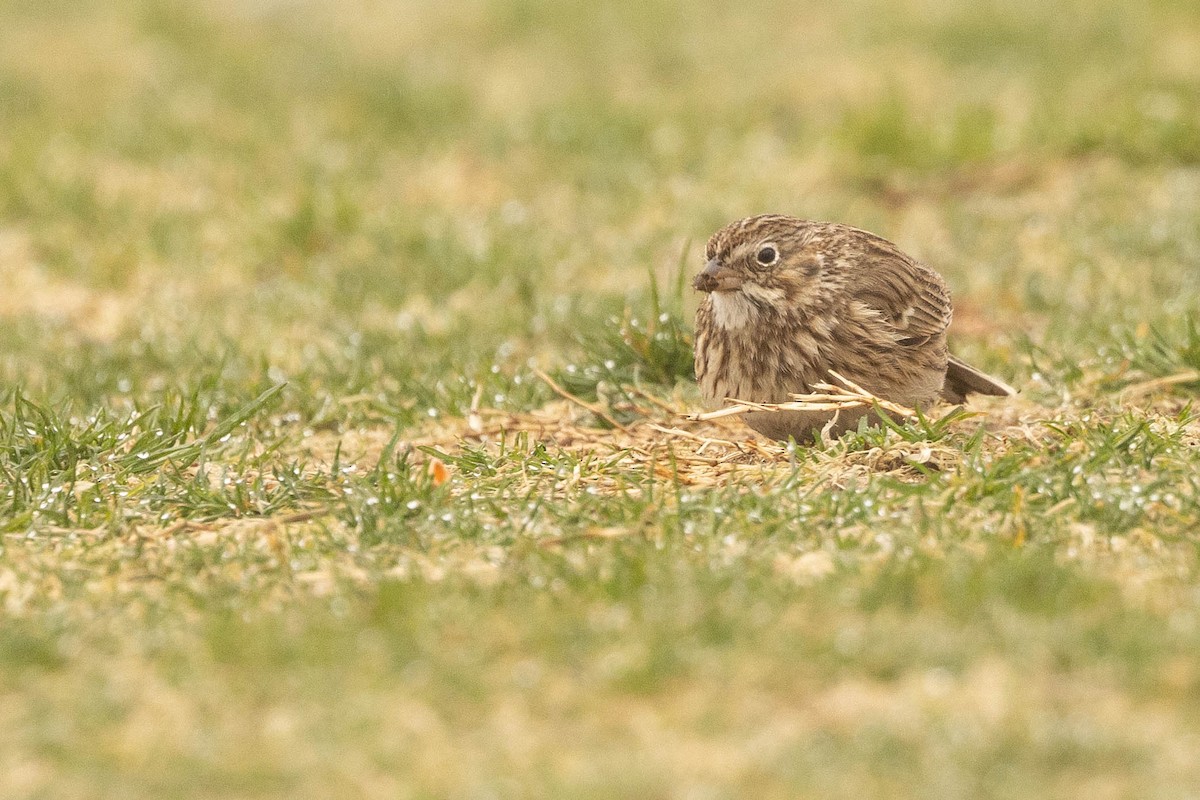 Vesper Sparrow - ML554055921