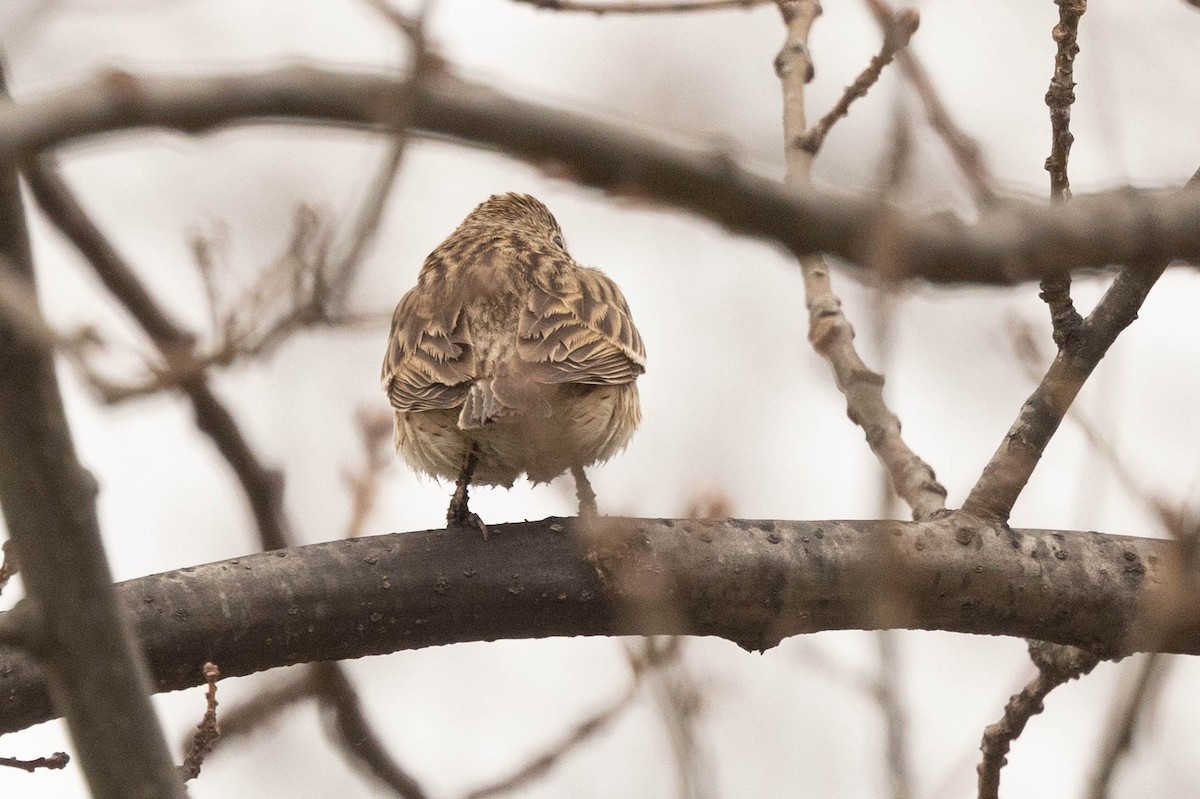 Vesper Sparrow - ML554055991