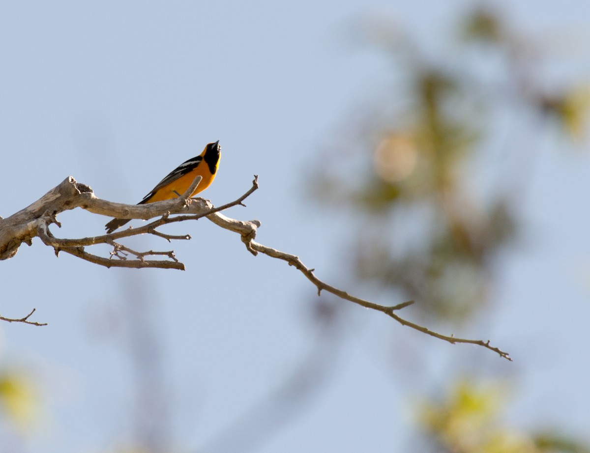 Hooded Oriole - ML55405761