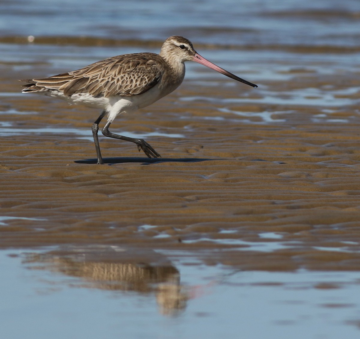 Bar-tailed Godwit - Derek Stokes