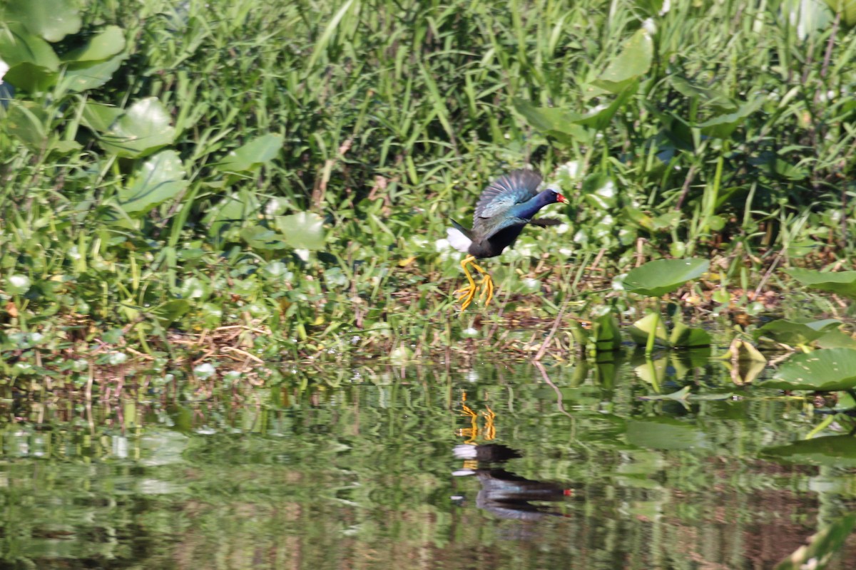 Purple Gallinule - ML554059911