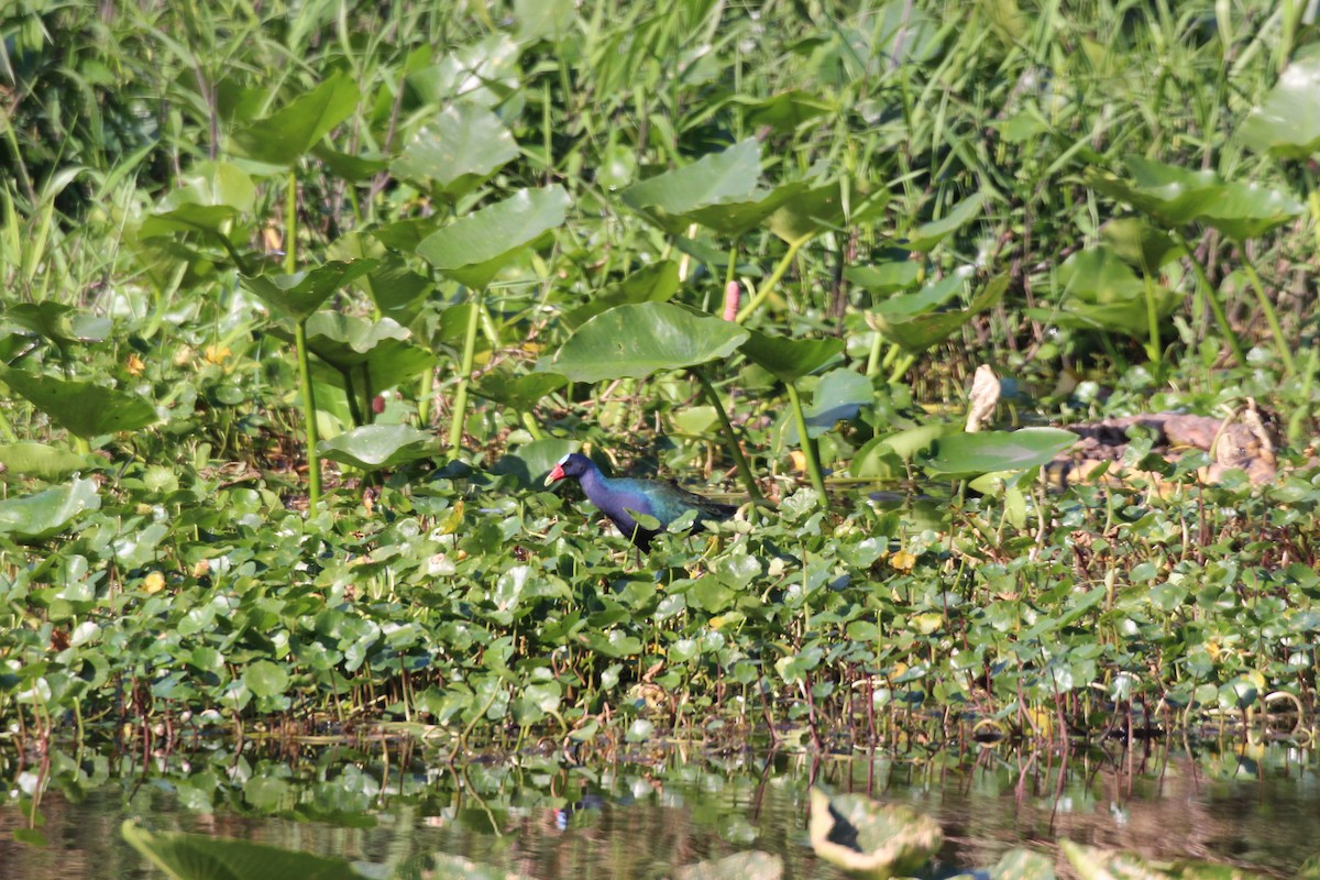 Purple Gallinule - ML554060531