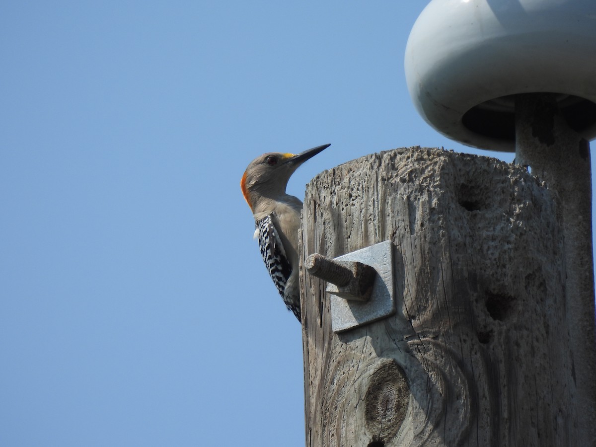 Golden-fronted Woodpecker (Northern) - Matthew Gilbert