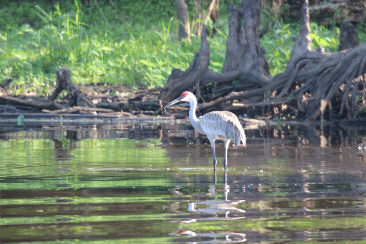 Sandhill Crane - ML554060691