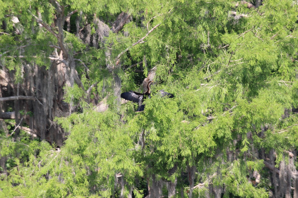 Amerika-Schlangenhalsvogel - ML554060871