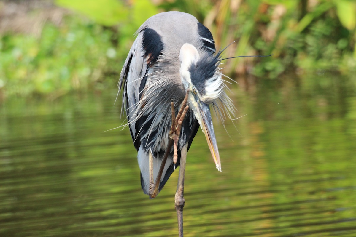 Great Blue Heron - ML554060891