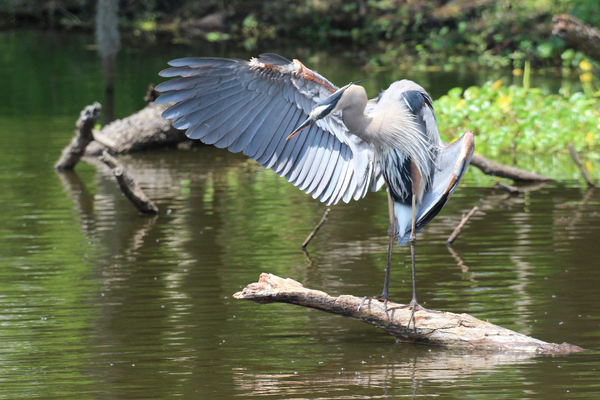 Great Blue Heron - ML554060911