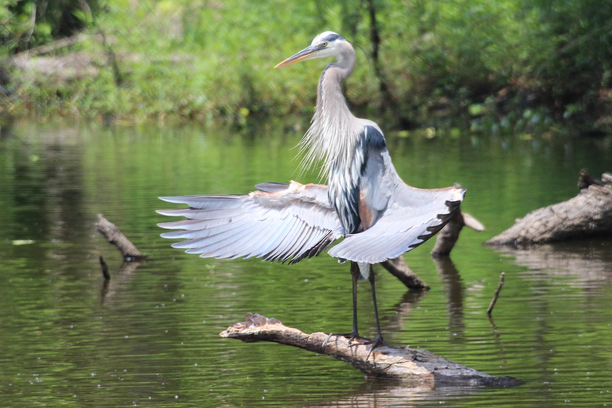 Great Blue Heron - ML554060951