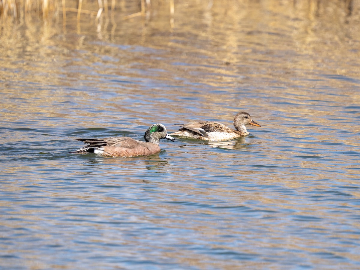 American Wigeon - ML554061201