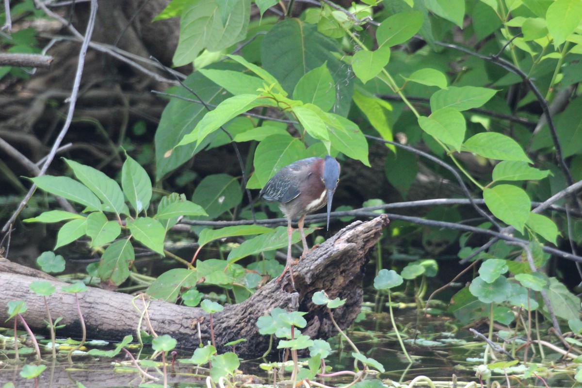 Green Heron - ML554061251