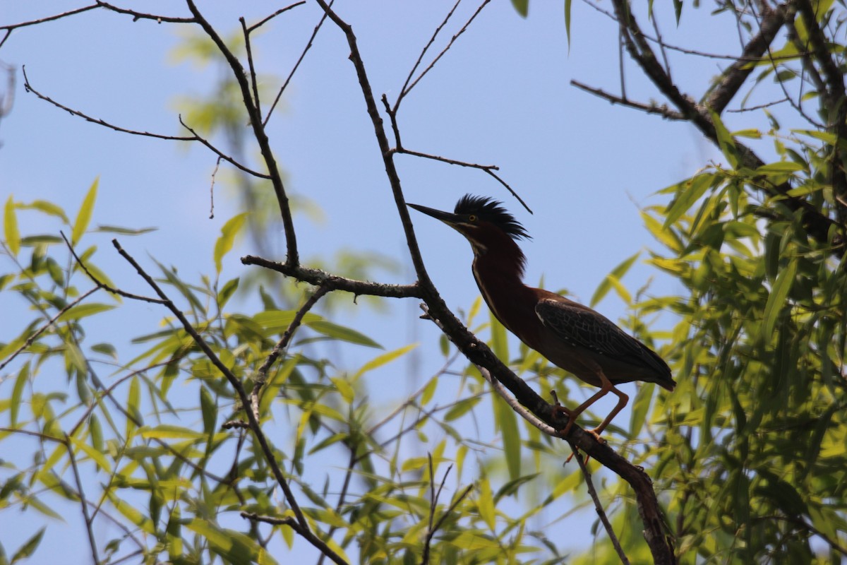 Green Heron - ML554061301