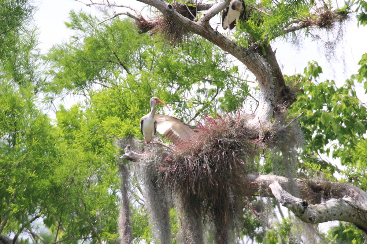 White Ibis - ML554061501