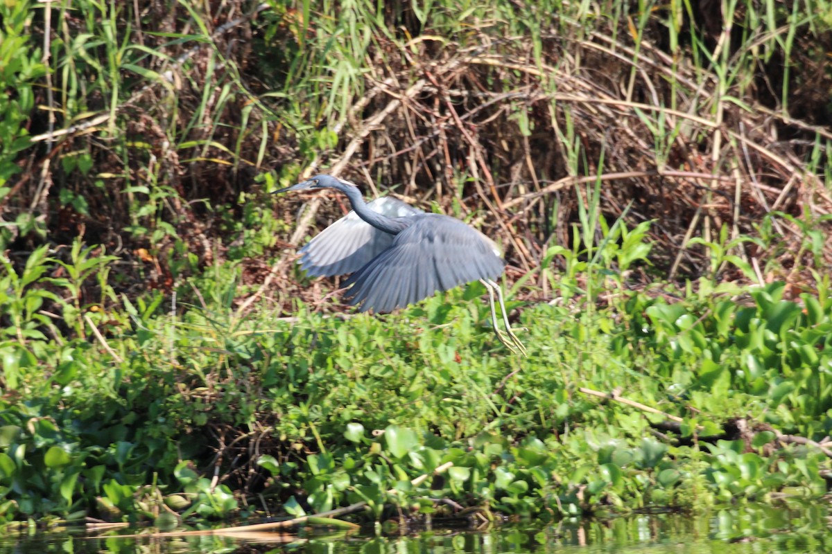 Tricolored Heron - ML554061541