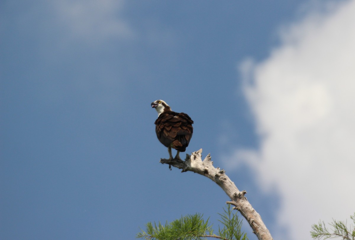 Águila Pescadora - ML554061651